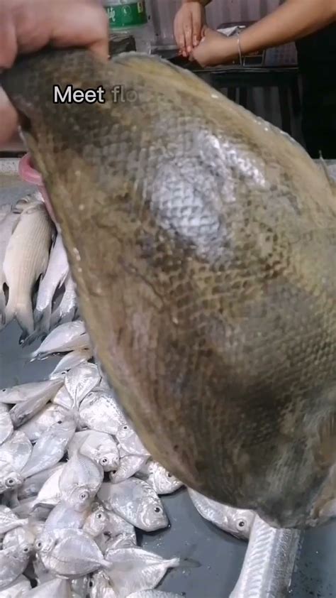 tampal puke fish in english|Tampal puke or Isdang dapa. (Flounder or flat fish in English).